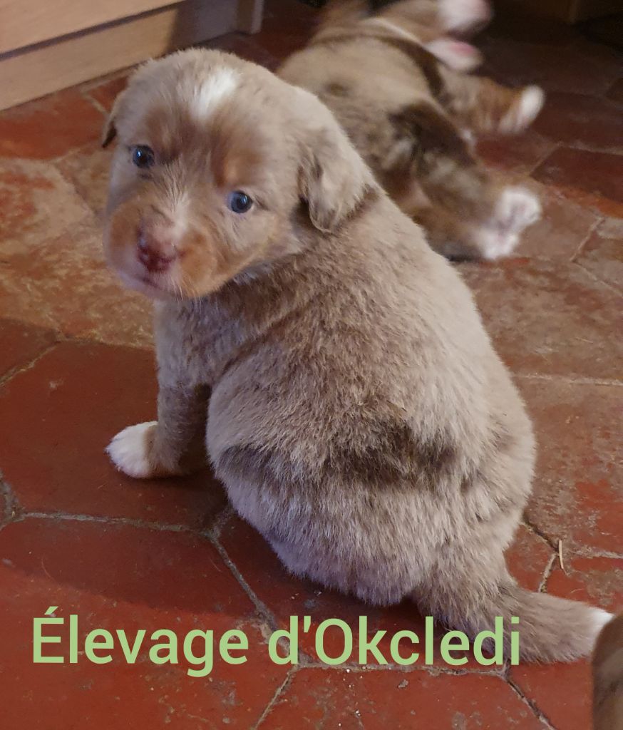 D'Okcledi - Chiots disponibles - Berger Américain Miniature 